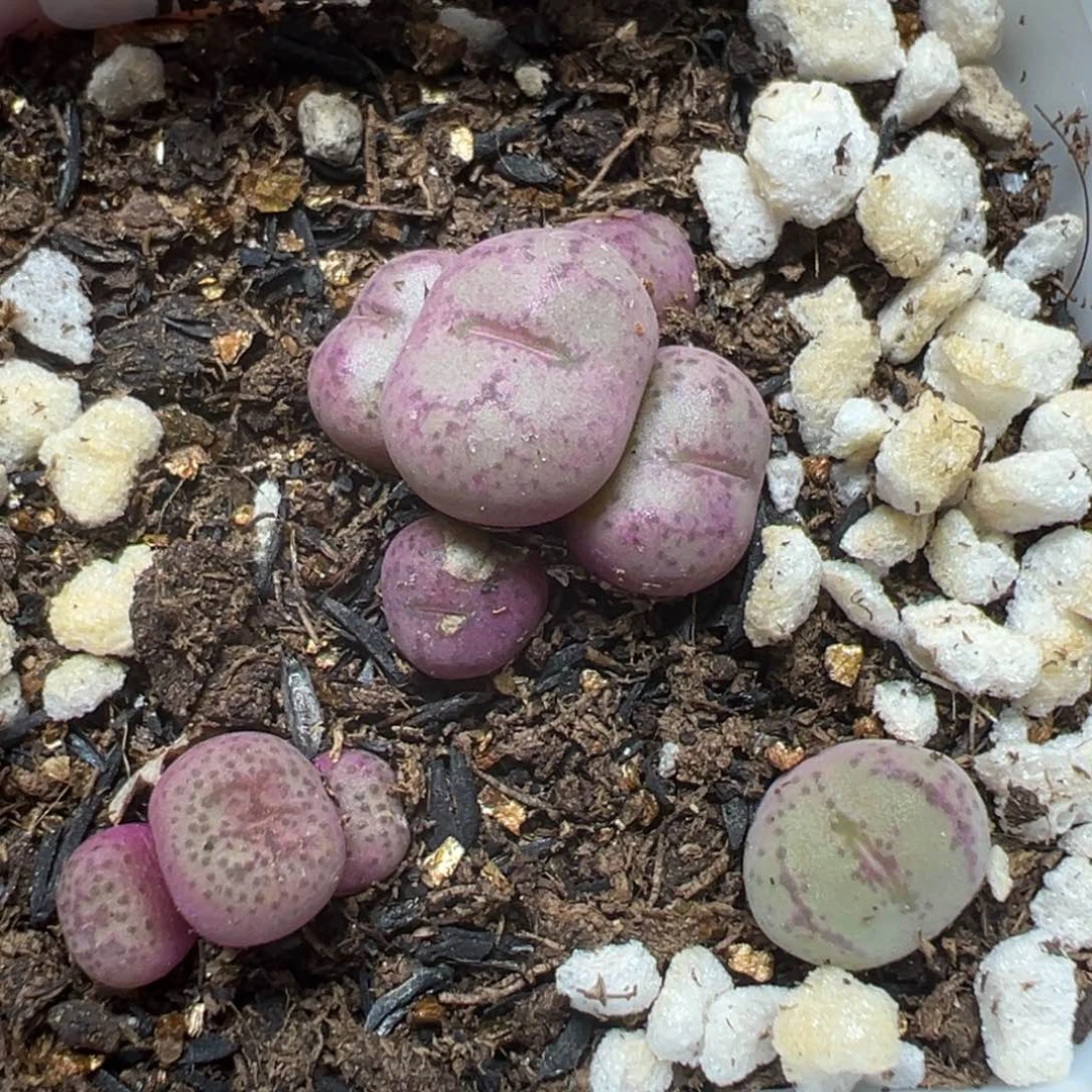 【闪购商品】 895。