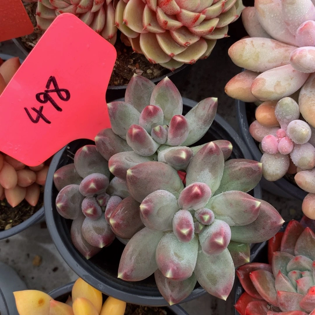 咖啡豆7272727272737