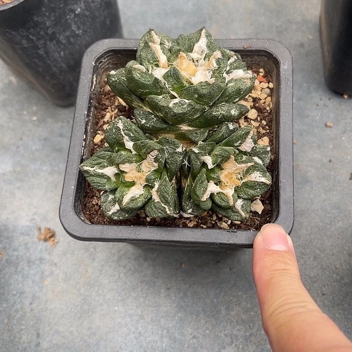 无花朵三头牡丹一物一拍