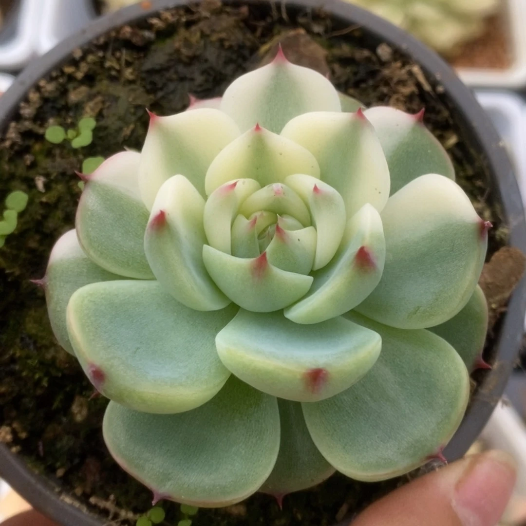 396锦锦锦锦锦锦锦锦锦