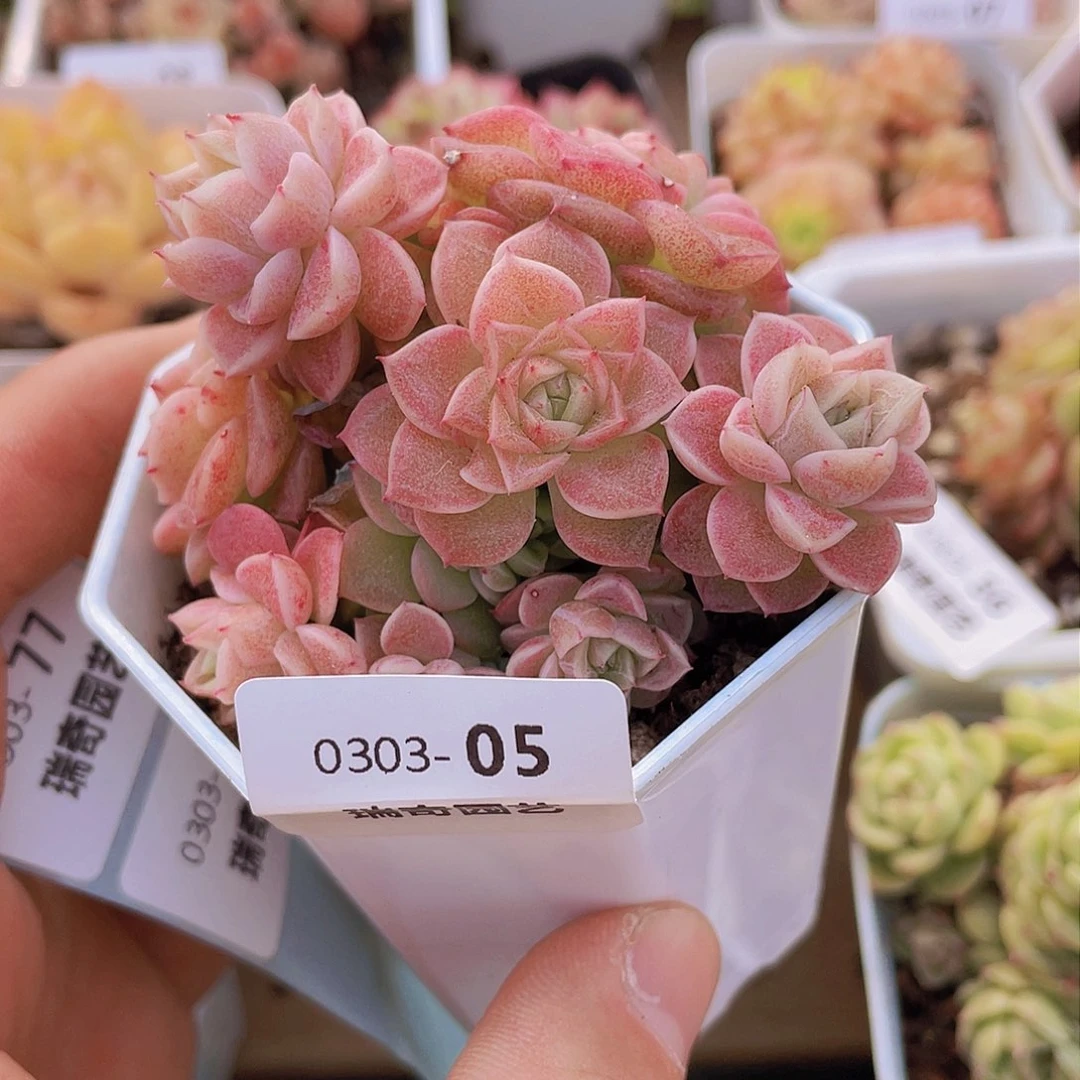 00000000000005量拍