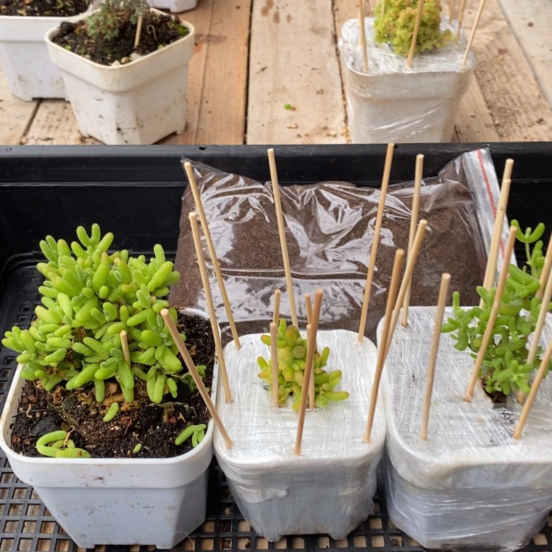 枝干番杏多肉植物320