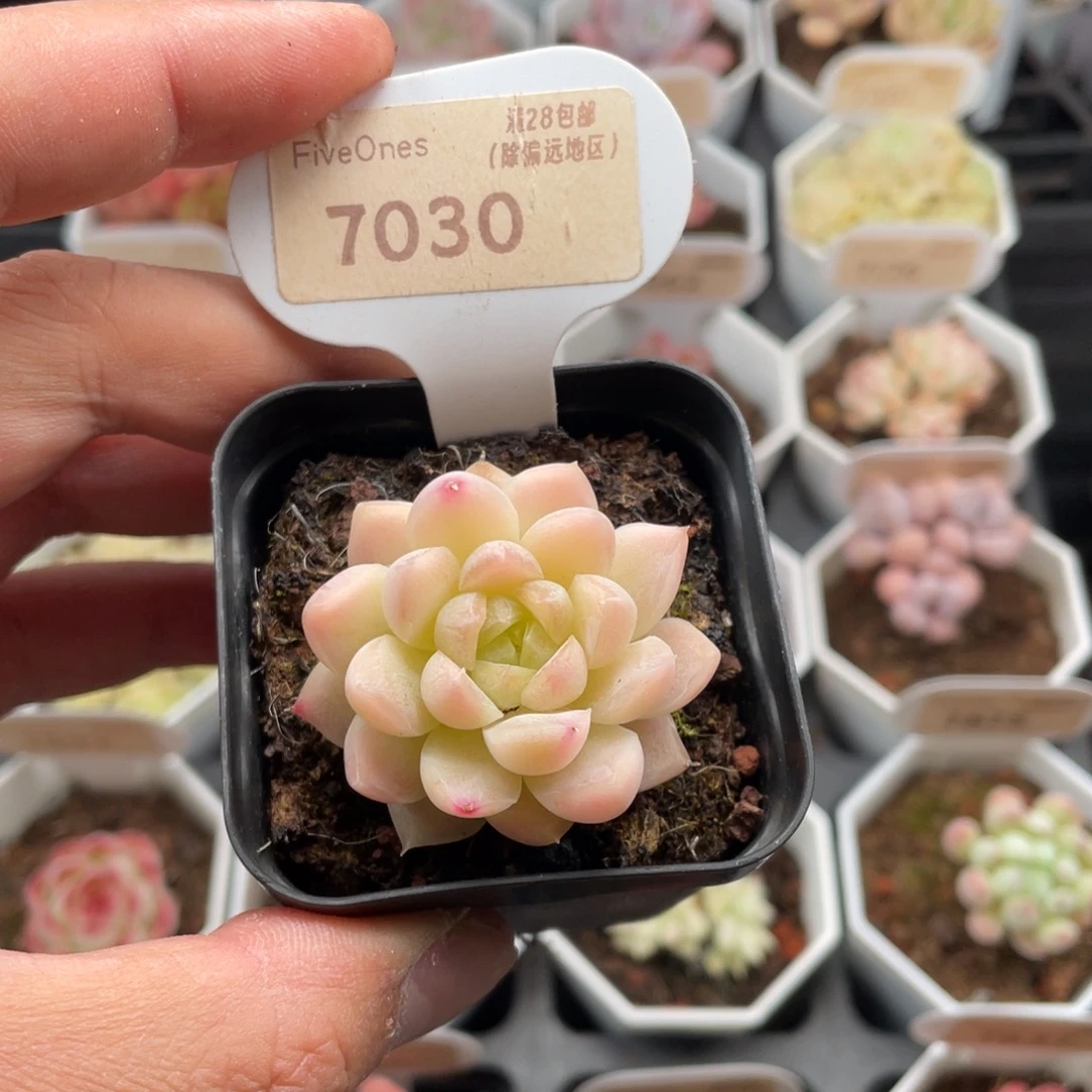 白杂7030-4.5厘米