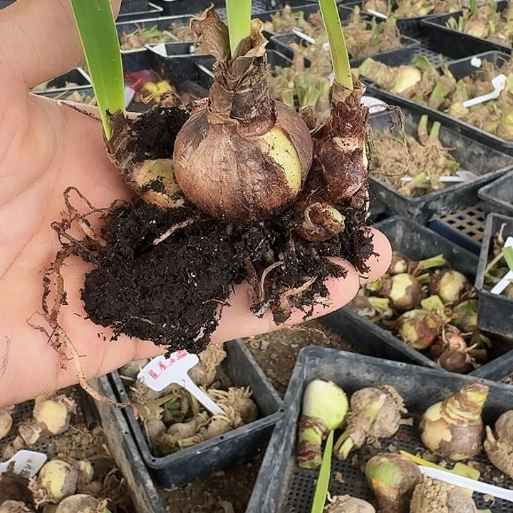 丽朵香妃朱顶红一棵