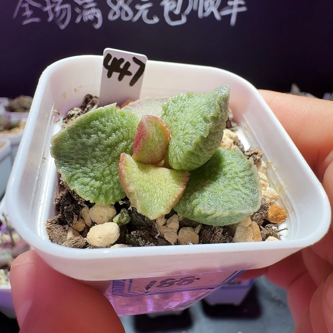 实生水泡带盆发货，满88包邮