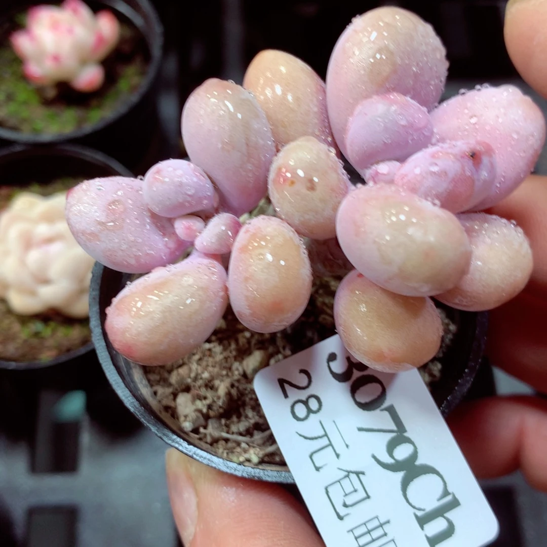 5厘米盆精控多肉3079