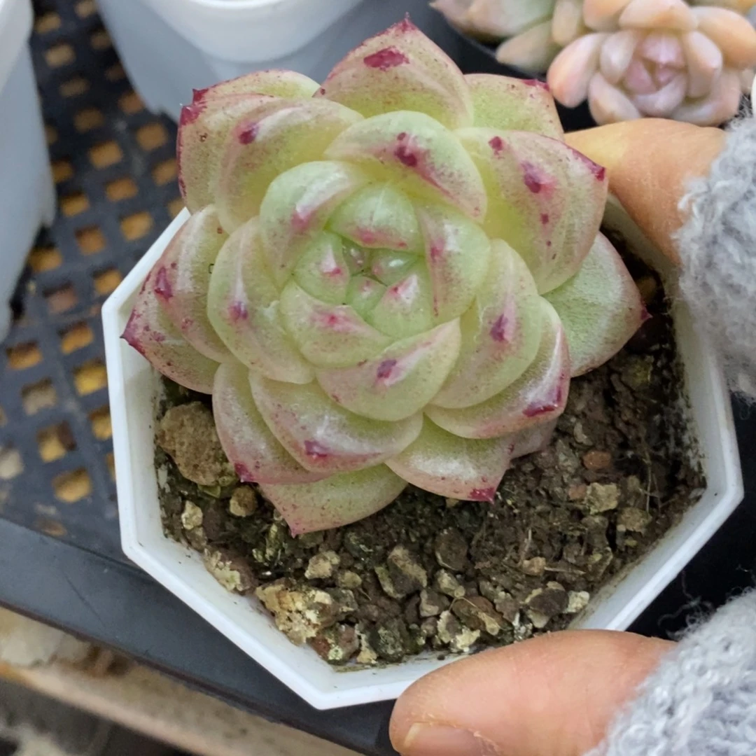 精品多肉一物一拍不包整65