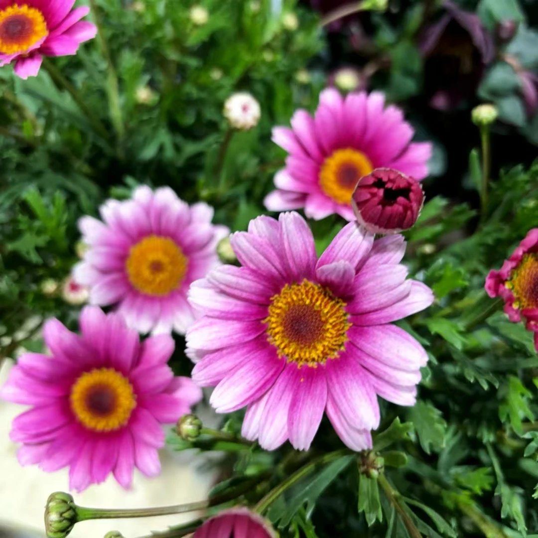 玛格丽特 (紫红) 2盆重瓣爆花好养花期长室内阳台云南鲜花绿植