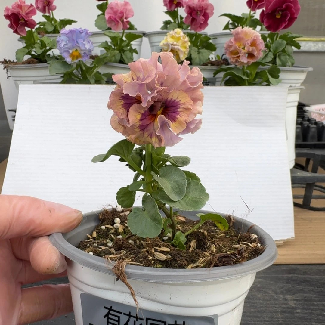 无花朵762号角堇