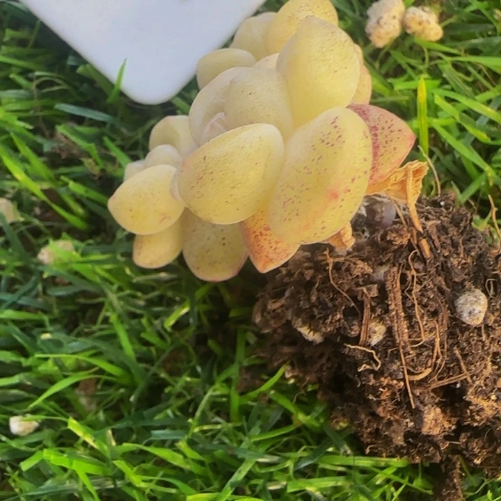 1***15条1的冰玉多肉