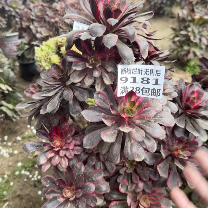 9181一号棚香奈儿A