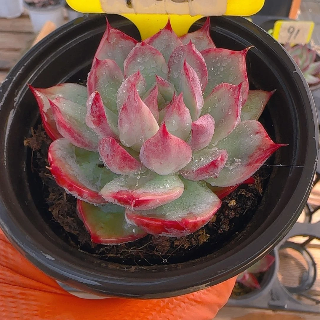 诚****麻105 惊鸿仙子多肉植物