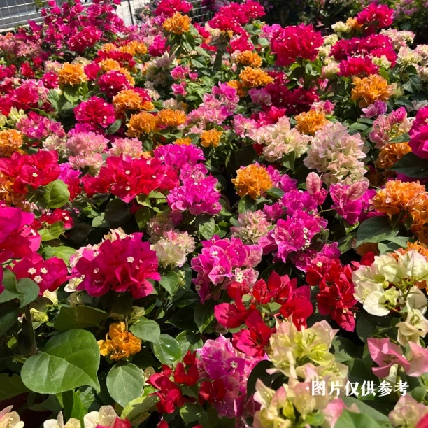 四囍花·多色组合四季开花三角梅随机混载