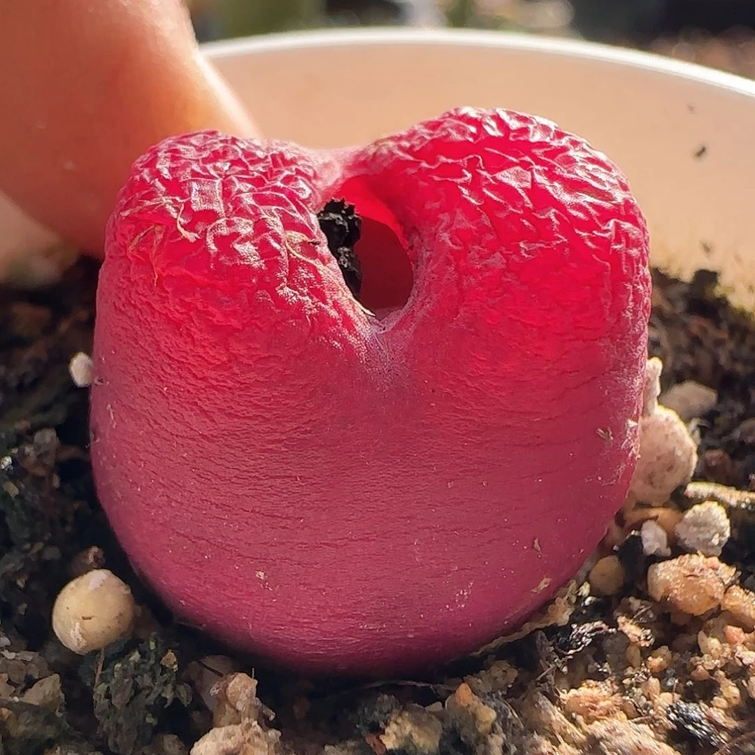 28包邮脱土发货26754