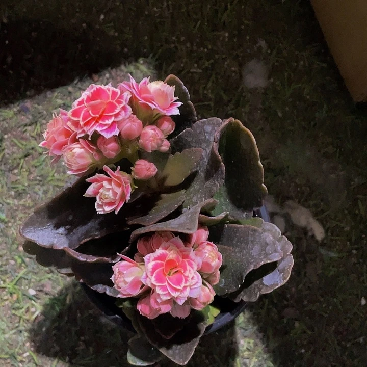 红长寿花带盆土发