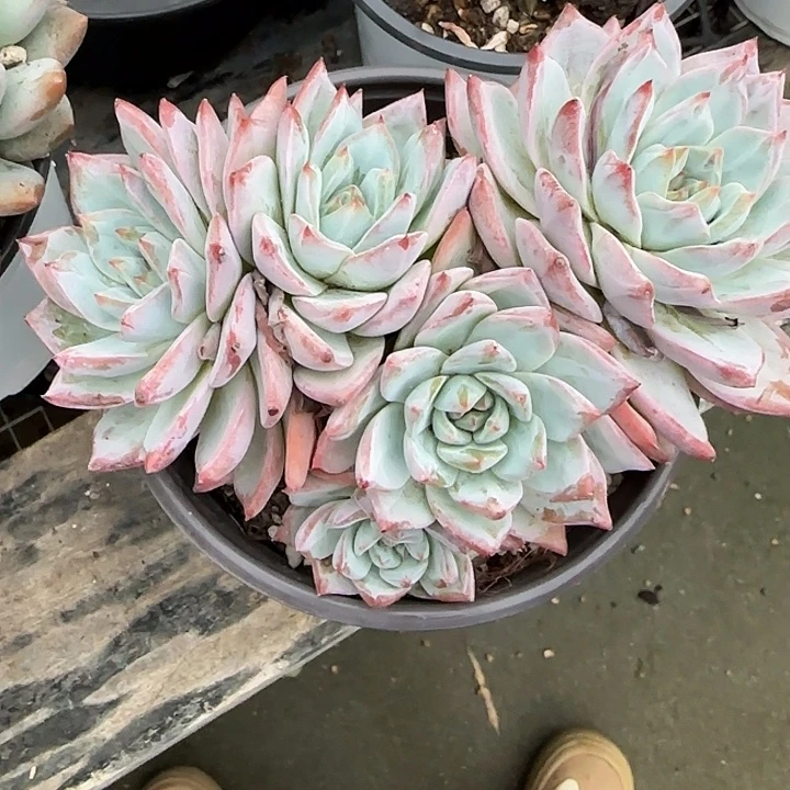 青蛙王子儿童牙膏11