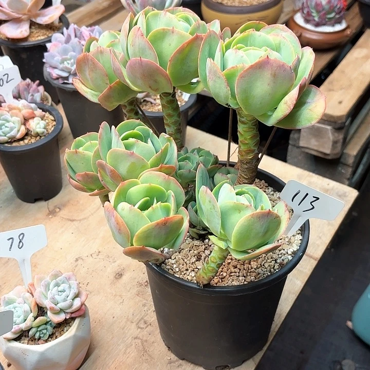 多肉植物，鸡蛋碧桃113号