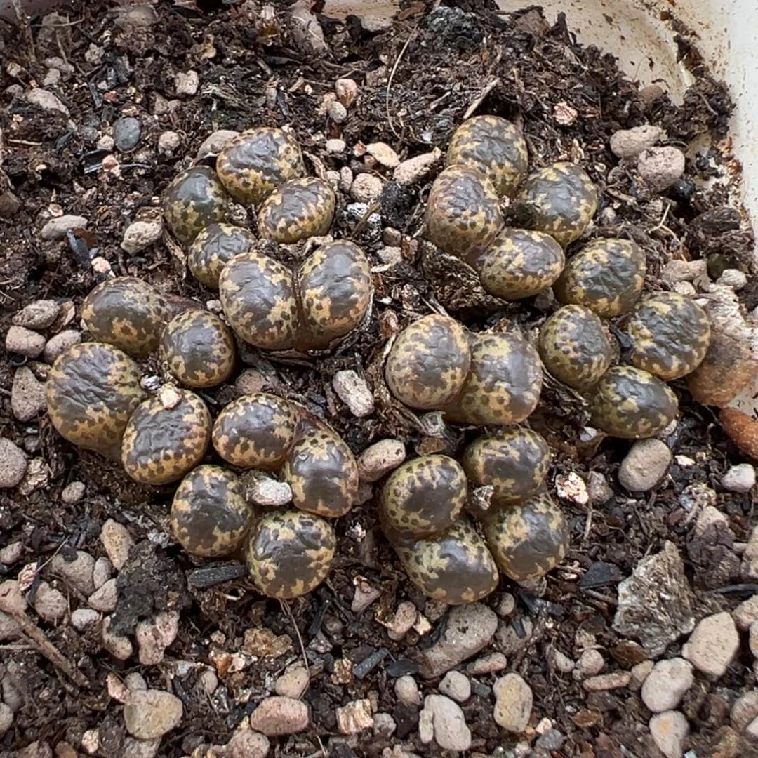 8.21好看的多肉脱土发货740