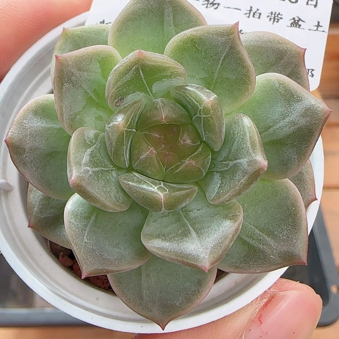 多肉0623-256红瑶珍妮