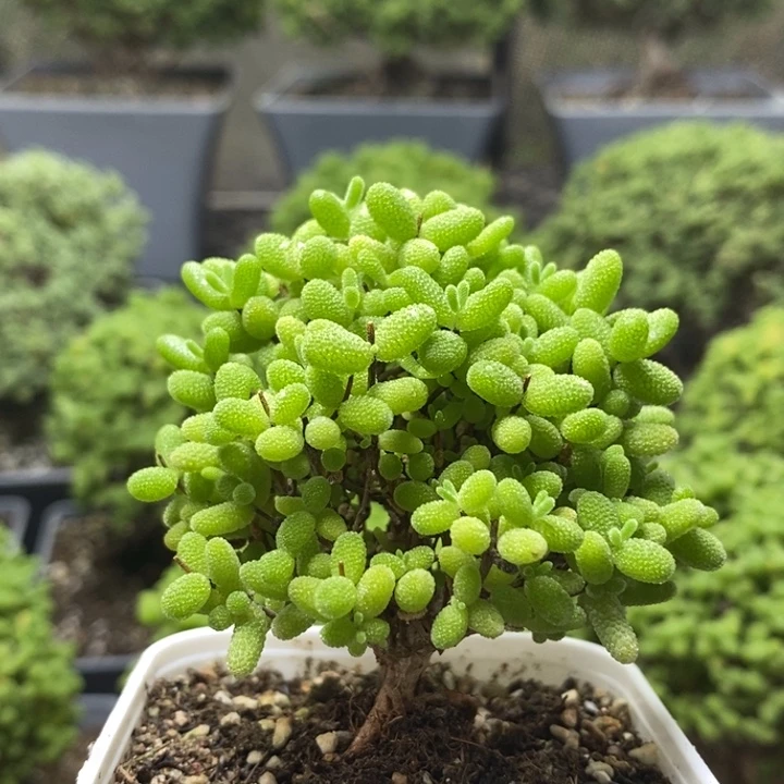 蜜橘糖球7865枝干番杏