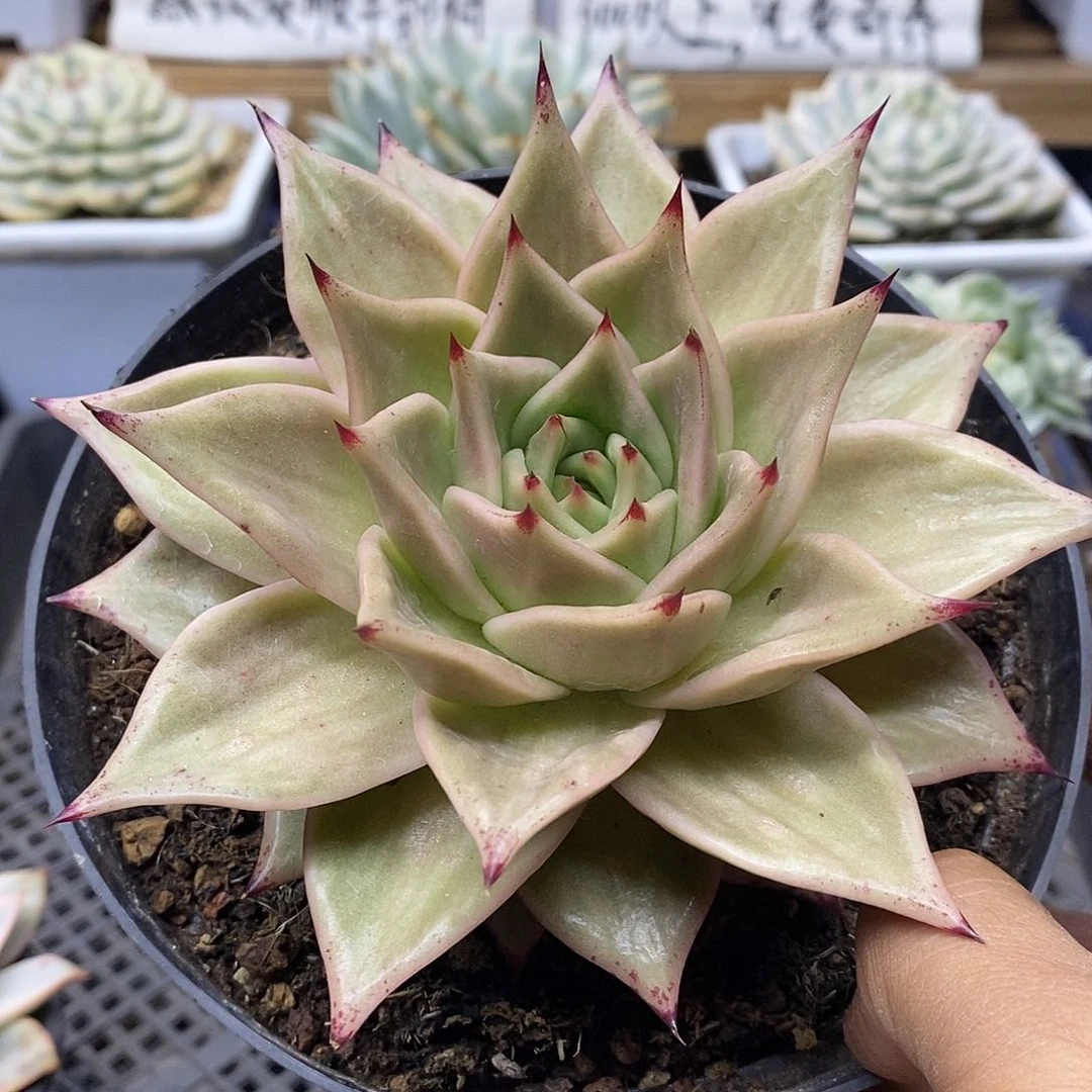 23141 大星星锦 需延时发货