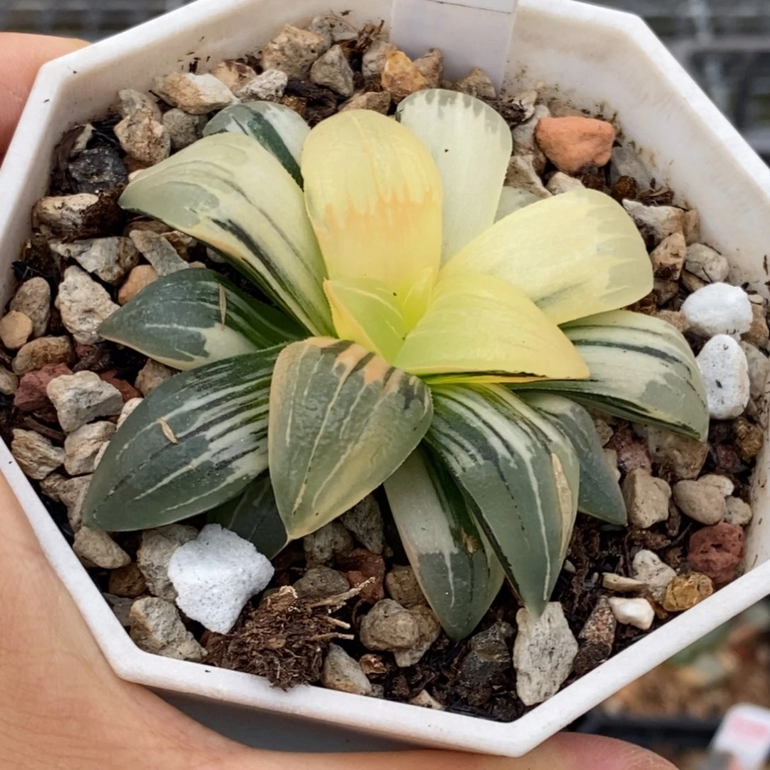 272号红纹寿锦多肉