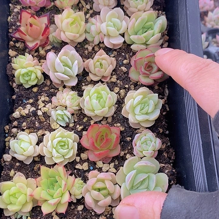 9 多肉植物盆栽花卉植物