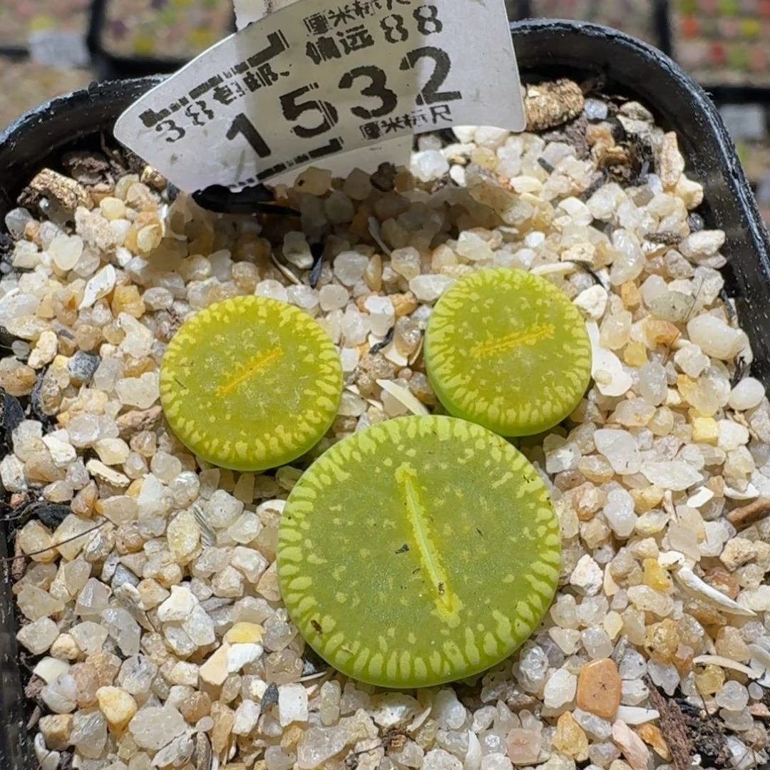 花****zzzz生石花肉锥1532