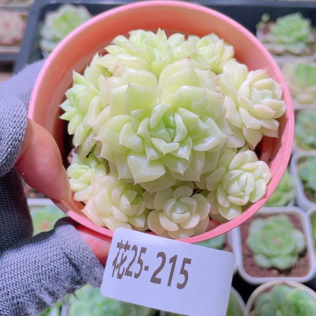 花利美25-215白天鹅