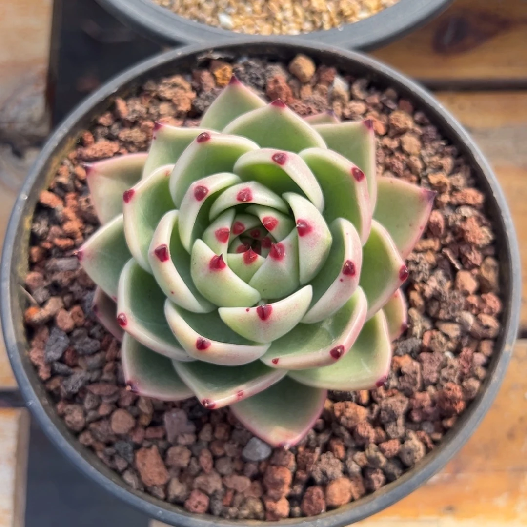 多肉蓝龙【非偏远地区满18包邮】