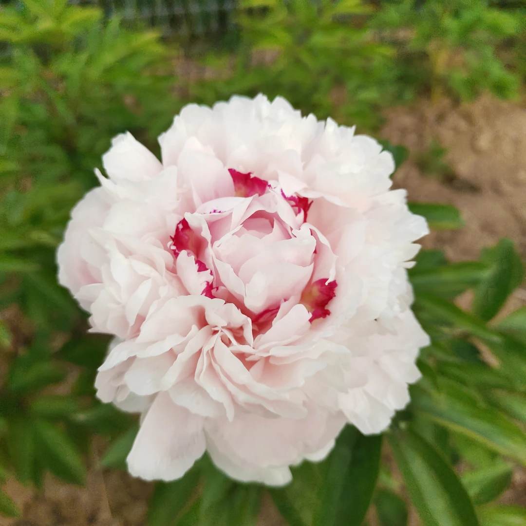 【粉池金鱼】国产芍药，先发肥料，秋天发苗