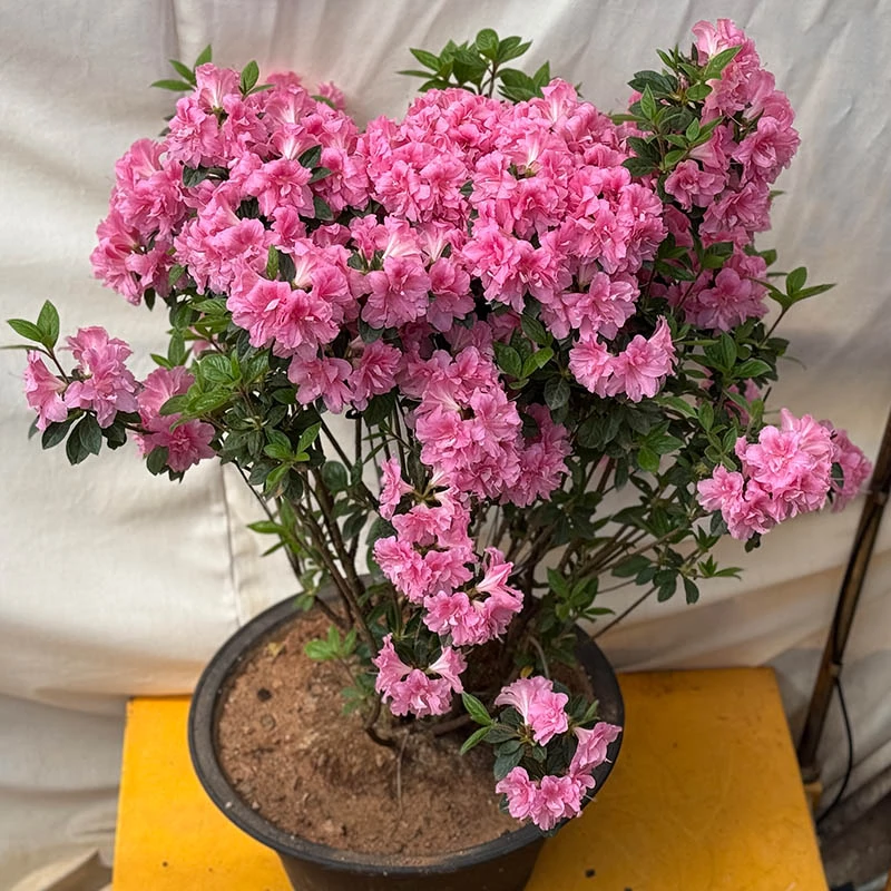 【一物一拍】精品安酷系列