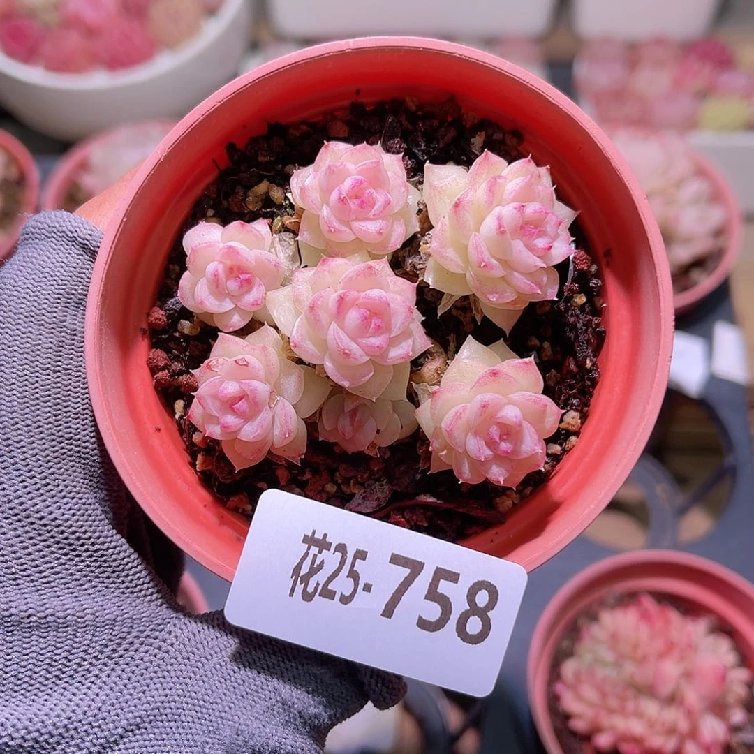 花25-758白天鹅群