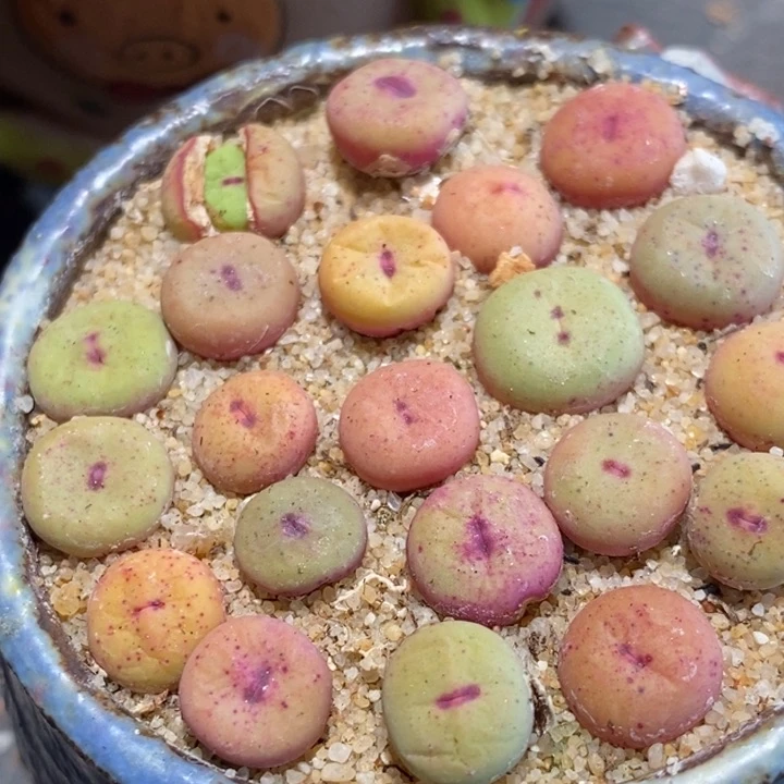 1380B小红嘴一颗买3颗送1