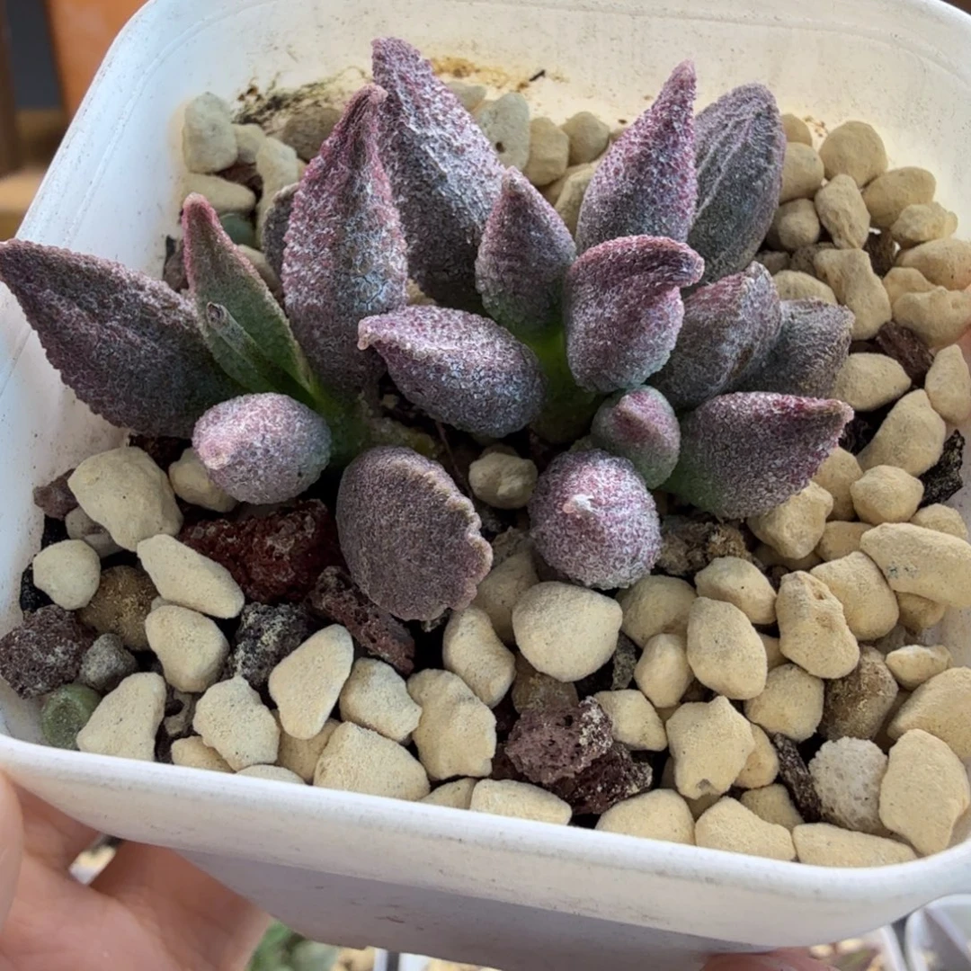 实生水泡多肉肉肉