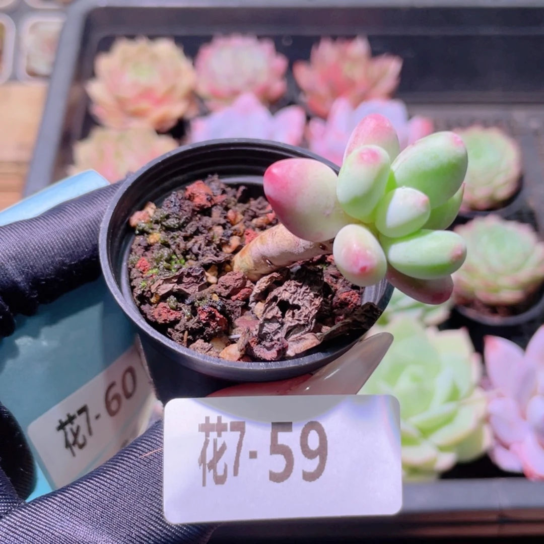 花利美7-59苹果奶