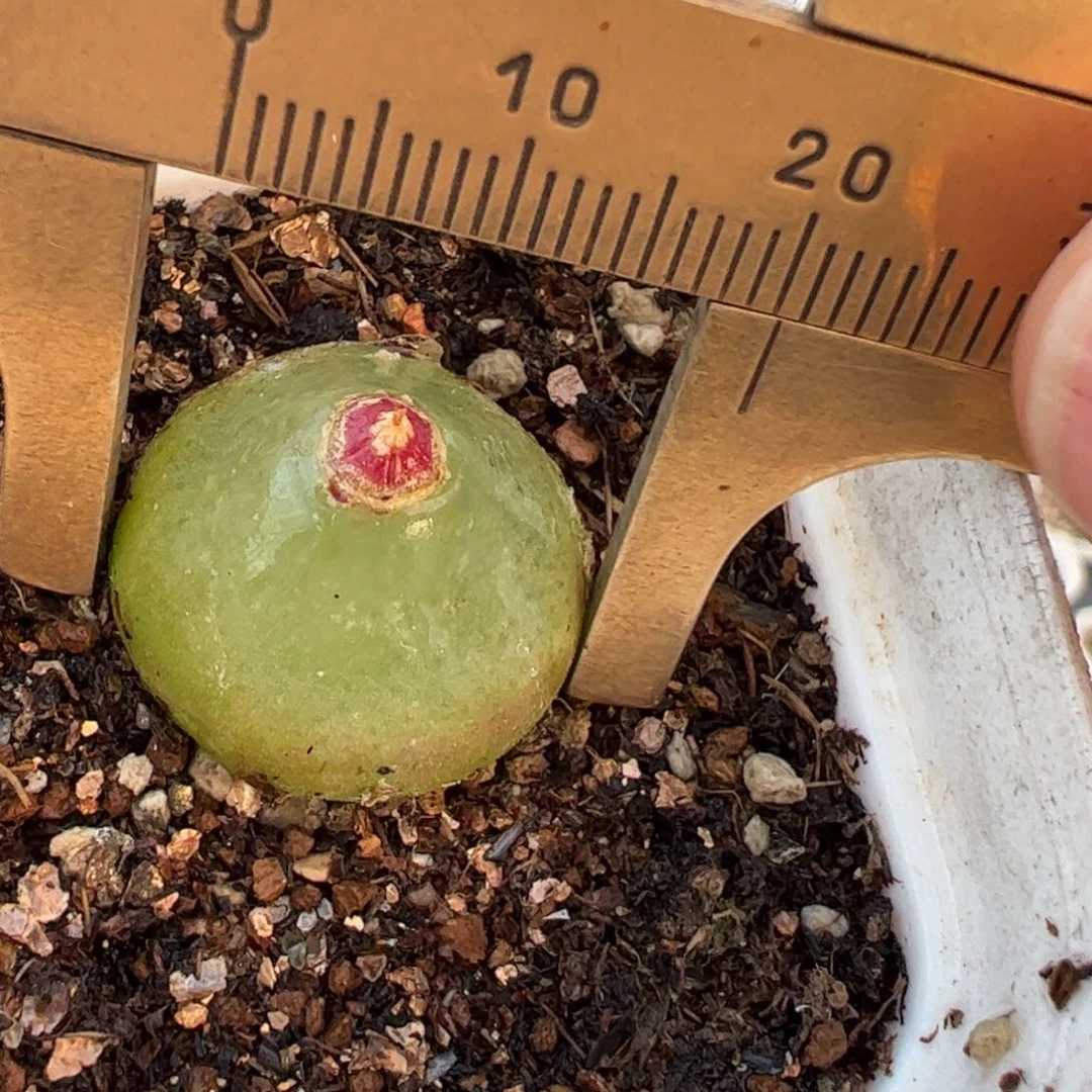 灯泡多肉植物百科