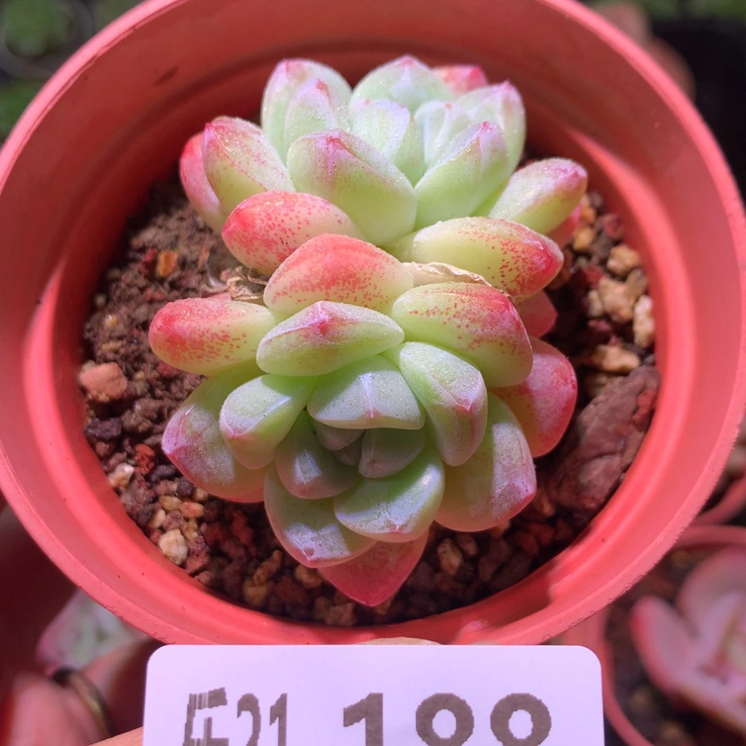 乐然21-188 冰玉群