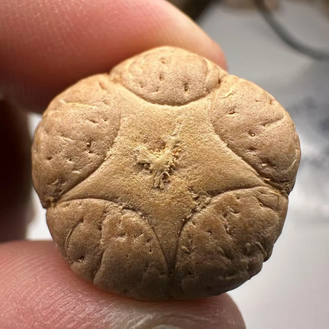 尼泊尔五星菩提，尺寸21，sss系列，货号34