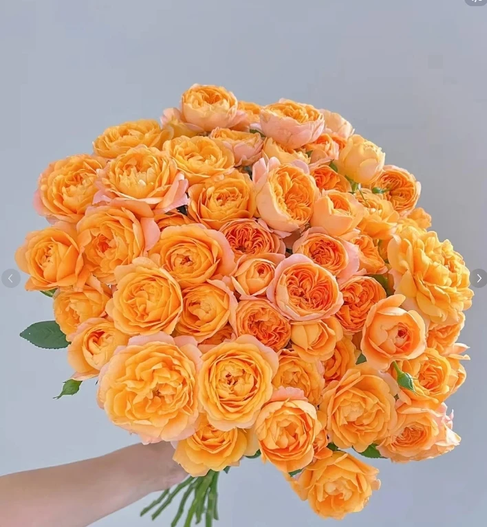 【全场任意两单包邮】果汁阳台玫瑰（8-10枝，1枝不赔付）