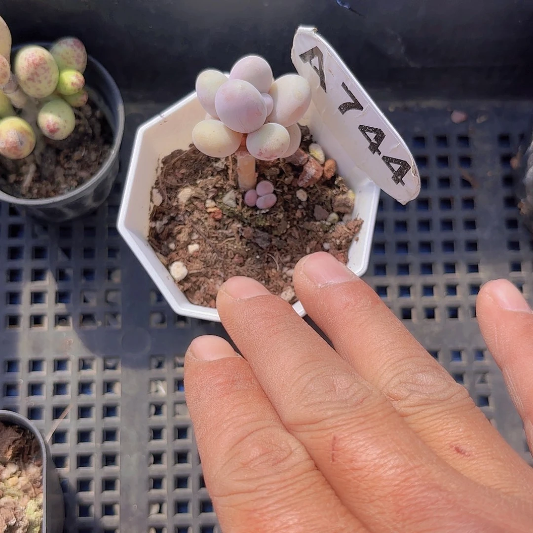 A744奶酪一物一拍多肉