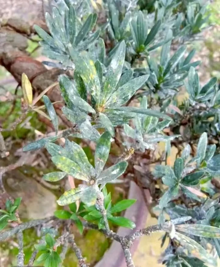 罗汉松 黑松盆景等杂木盆景白粉病 锈斑 红蜘蛛 钻芯虫线虫病专用