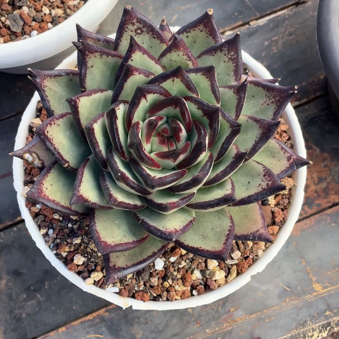 灸*爽多肉植物一物一拍