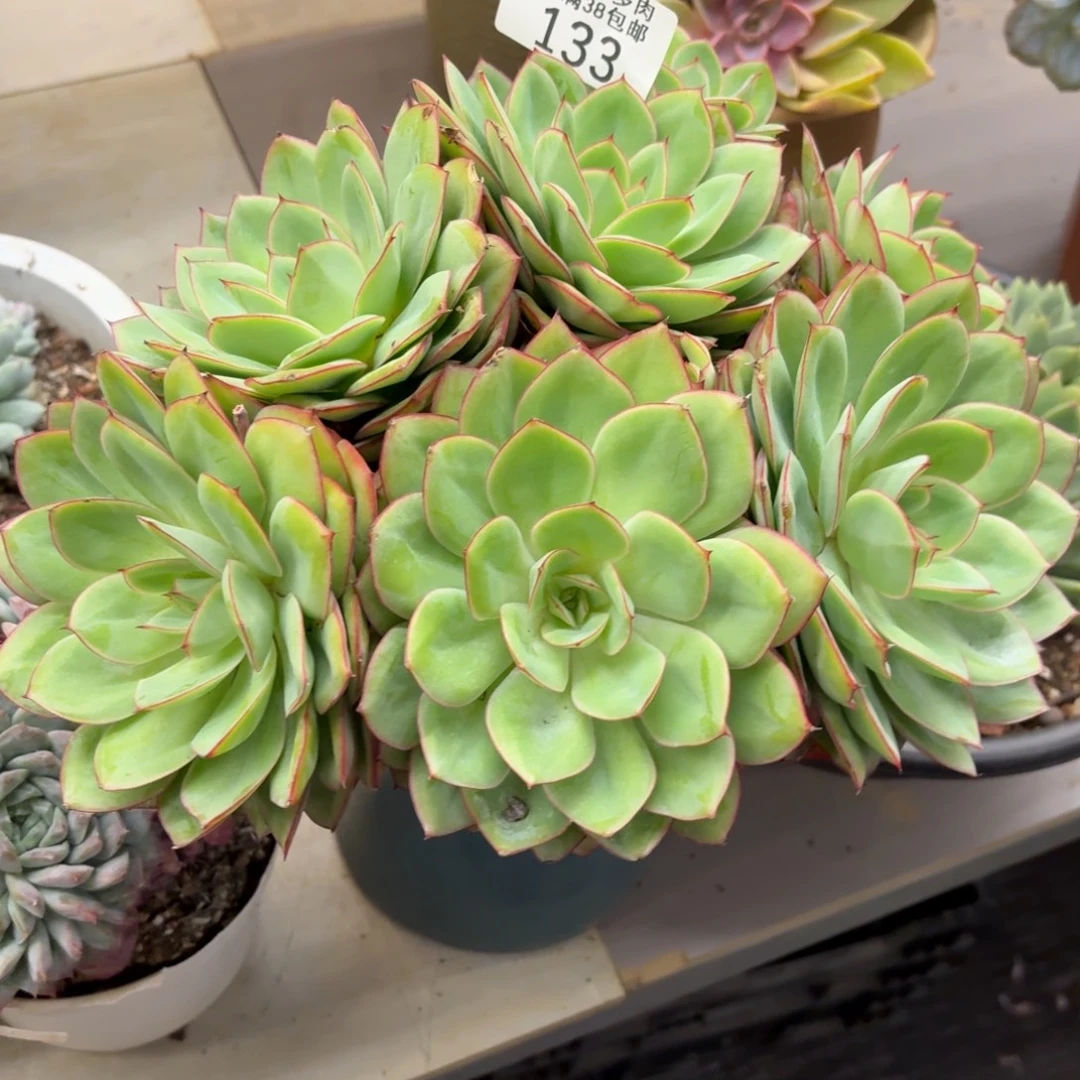 F***d黑大帅多肉133牡丹亭