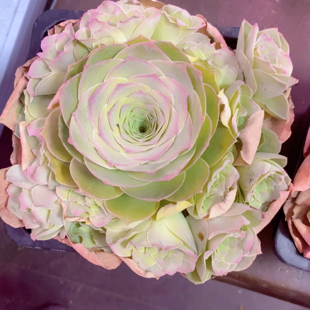 黑**砸山地玫瑰福利一物一拍409听风念