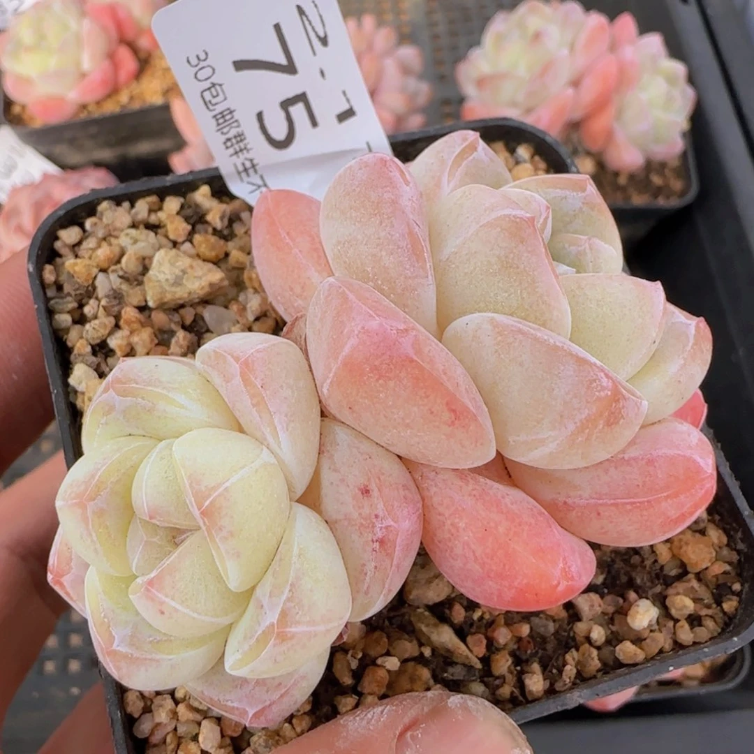 老桩精控冰玉双头一颗