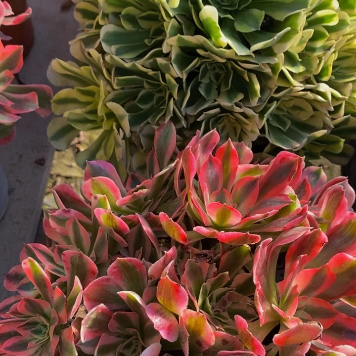 完全开放绿豆沙➕粉女巫多肉1颗