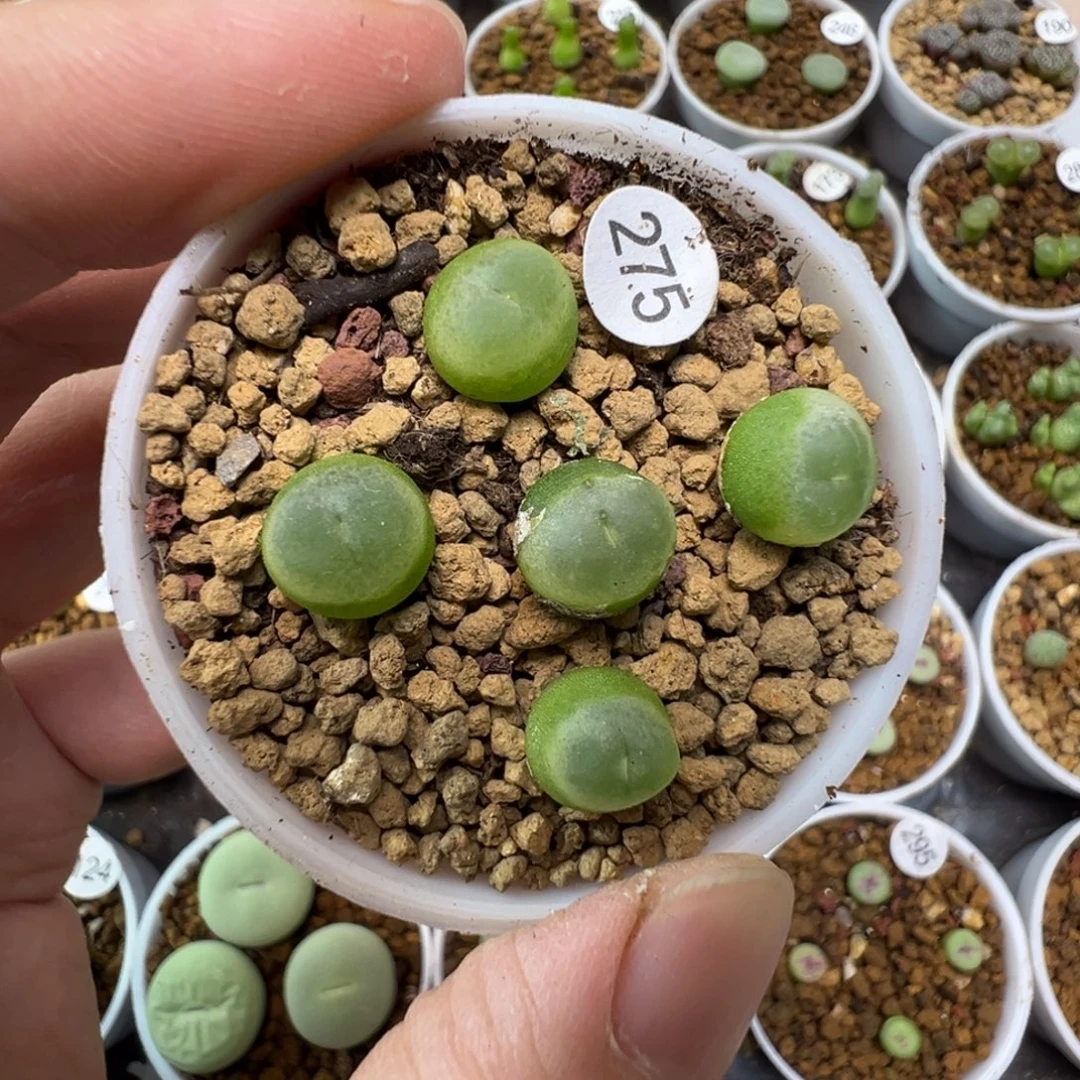 拉登一颗脱土275000
