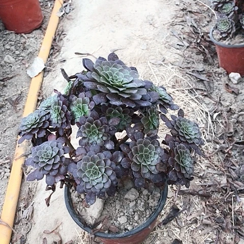 墨***。黑铜法师多肉植物13