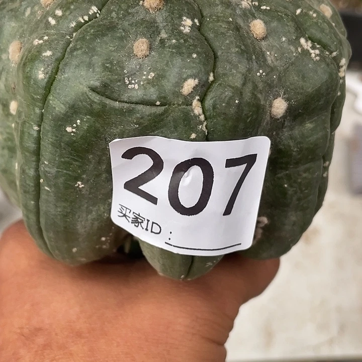 海星指纹仙人球207号
